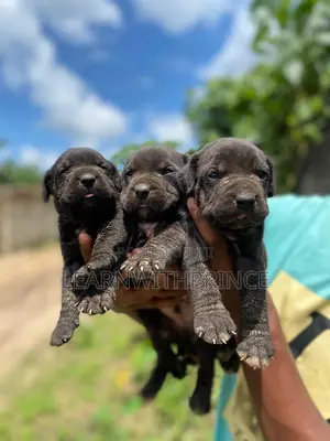 1-3 months Female Purebred Cane Corso