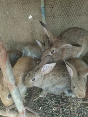 Rabbit Farming