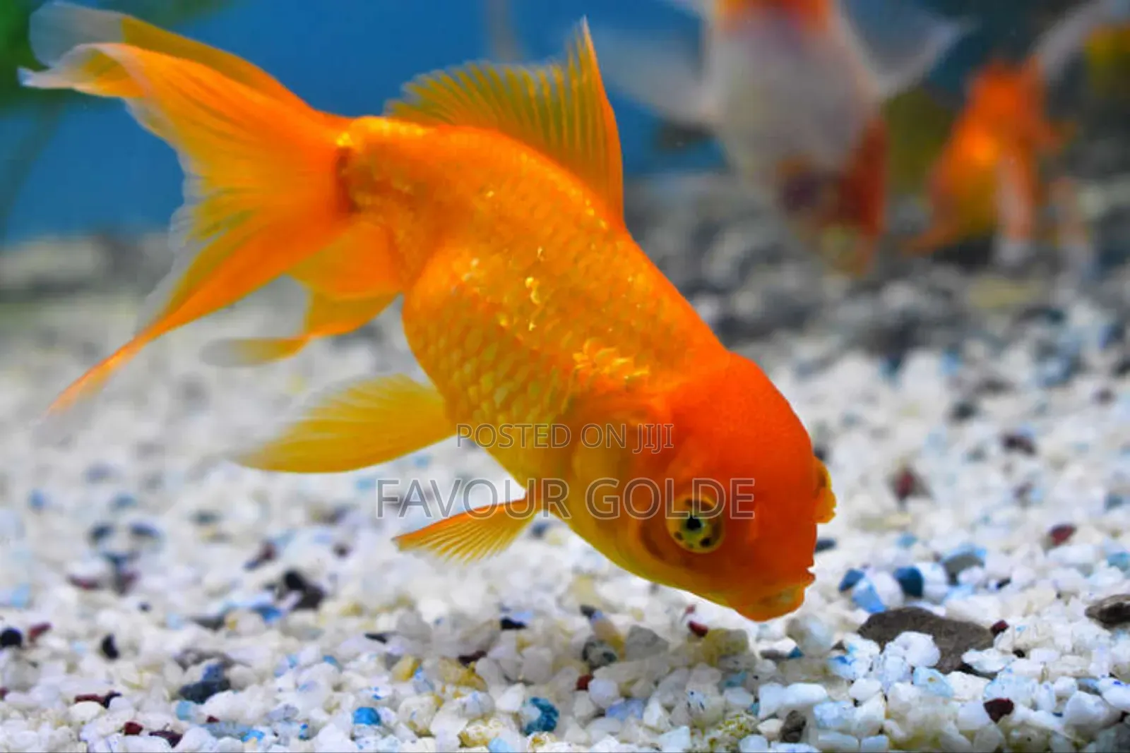 Gold Fish Interior