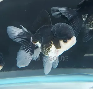 Golden Fish