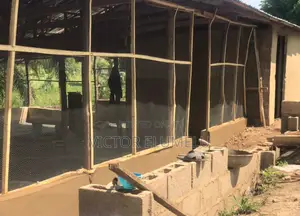 Poultry for Sale