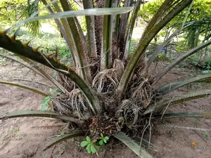 Oil Palm Seedlings