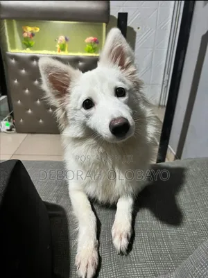 1+ year Female Purebred American Eskimo
