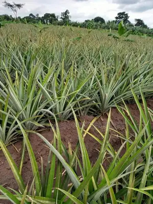 Good Pineapple Suckers for a Good Cause!
