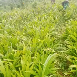 Hybrid Oil Palm Seedling's
