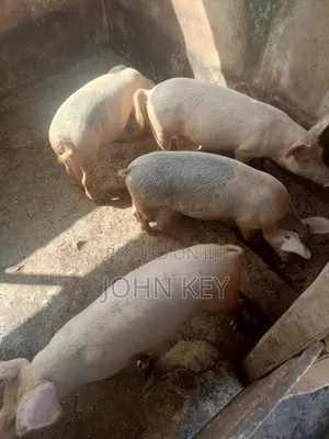 Pigs Available for Sales