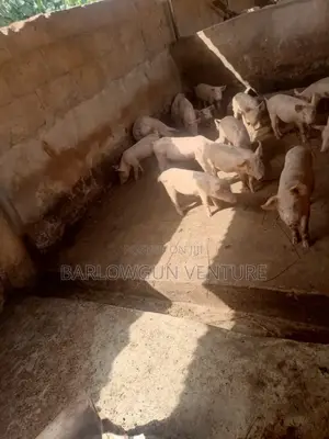 Pigs Available Different Size