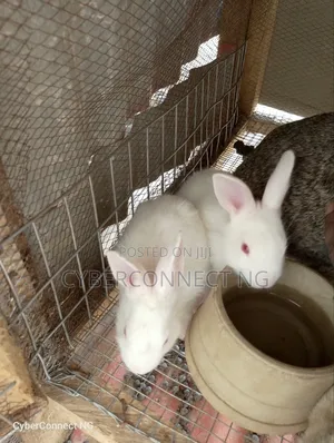 Rabbit Weaners New Zealand White