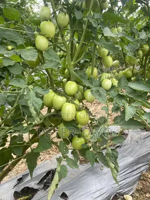 Agronomist