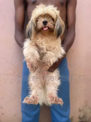 1+ year Female Purebred Shih Tzu