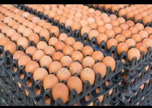 Omc Farm Fresh Eggs