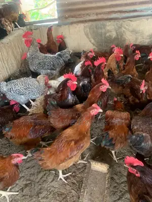 Turkeys and Ready to Eat Chickens