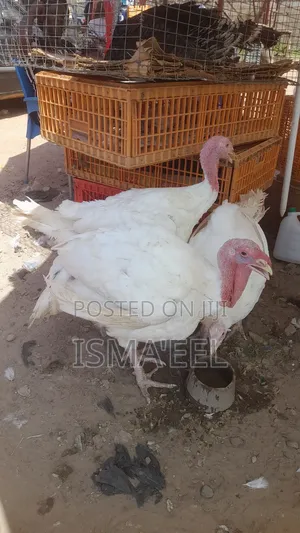 Life Turkey and Boilers