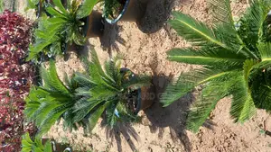 Cycas Palm