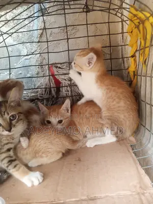 1-3 months Female Purebred American Shorthair