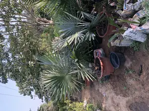 Silver Palm for Sell (Free Planting)