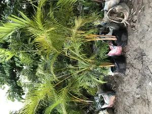 Golden Palm for Sell