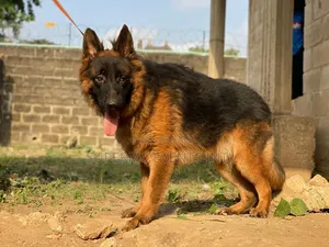 Showline German Shepherd Male for Stud/Mating Services