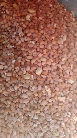 Drum Brown Beans