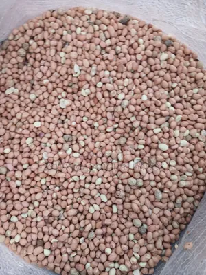 Groundnut in Bags 50kgs