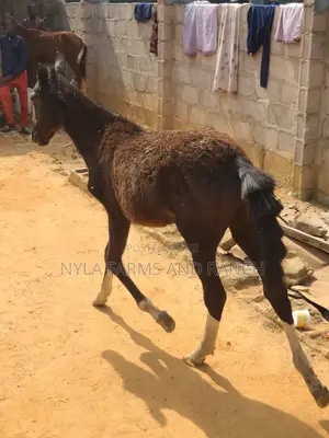 Horses for Sale