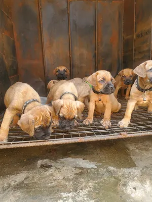 1-3 months Male Purebred Boerboel