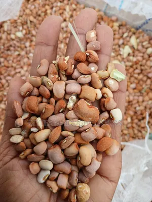 Brown Beans (Drum)/(Olotu) 100kg
