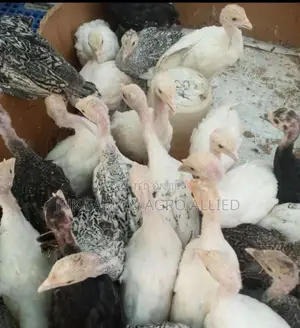 4 to 6weeks Old Fully Vaccinated Local Turkey Available