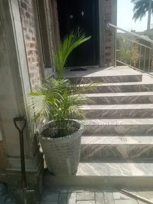 Elevate Your Space With Stunning Concrete Potted Palms