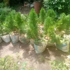 Thuja Magic: Lowmaintenance, High-Impact Landscape Solutions