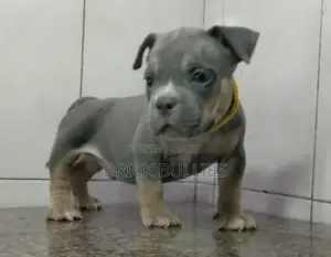 3-6 months Male Purebred American Bully