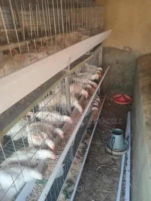 Rearing and Broiler Cage