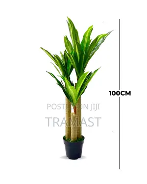 Fake Dracaena Plants – Plants For Commercial Spaces