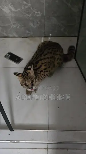 6-12 months Male Purebred Serval cat