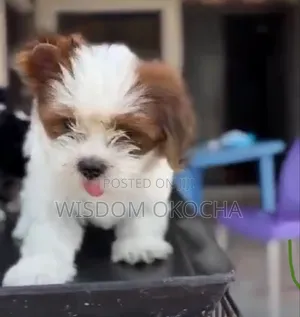 1-3 months Female Purebred Lhasa Apso