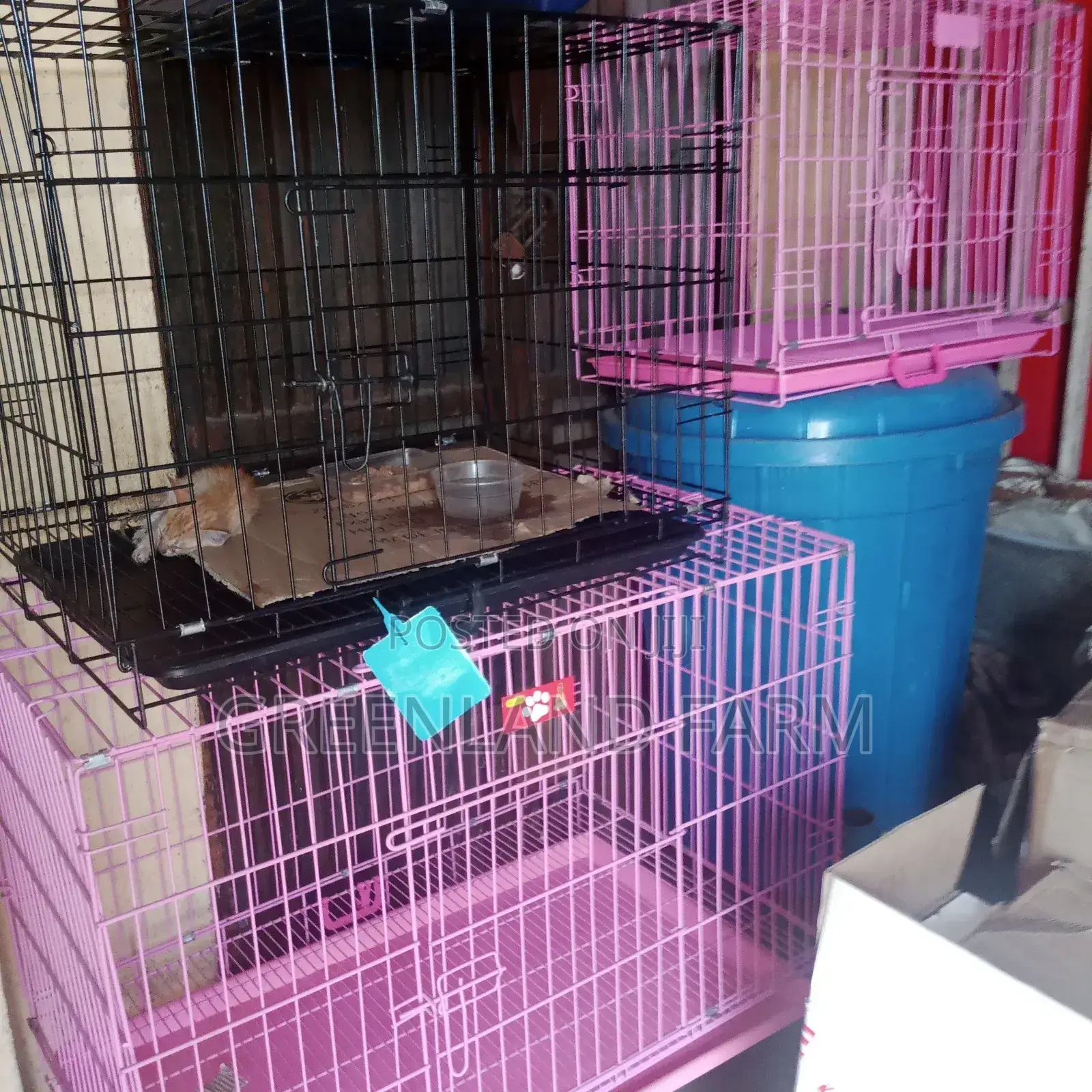 Standard Pet Store