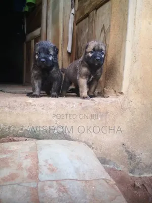 1-3 months Female Purebred Caucasian Shepherd