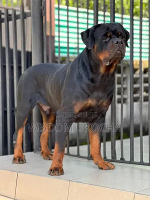 1+ year Male Purebred Rottweiler