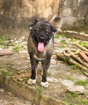 1+ year Male Purebred Caucasian Shepherd