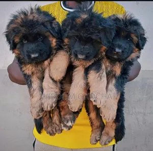 1-3 months Female Purebred German Shepherd