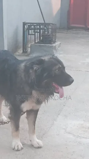 1+ year Male Purebred Caucasian Shepherd