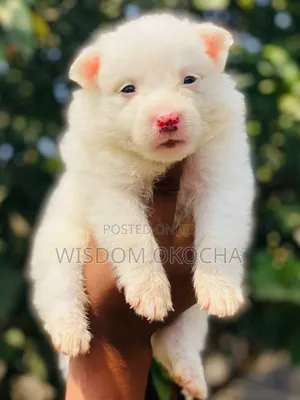 0-1 month Male Purebred American Eskimo