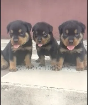 1-3 months Female Purebred Rottweiler