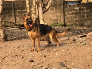 1+ year Male Purebred German Shepherd