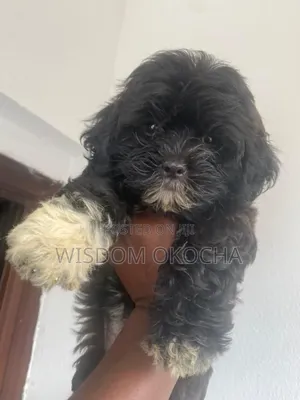 1-3 months Female Purebred Lhasa Apso