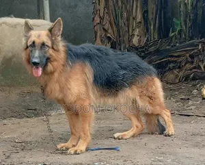 1+ year Male Purebred German Shepherd