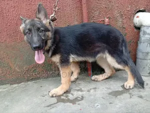 3-6 months Female Purebred German Shepherd