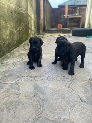 1-3 months Female Purebred Cane Corso