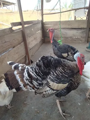 Matured Turkey
