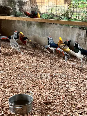 Beautiful Pheasants
